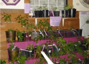 Slips of heritage lilacs on offer by donation.